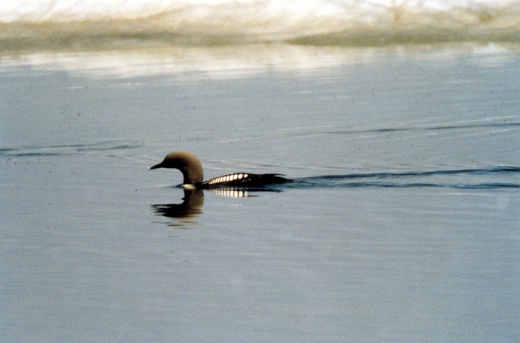 Loon, Pacific, Deadhorse, AK, 1999-06, B07P51I02.jpg - Pacific Loon